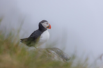 Atlantic puffin (Fratercula arctica), on the rock on the island of Runde (Norway).