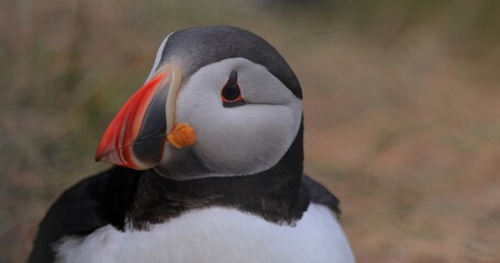 Atlantic puffin (Fratercula arctica), on the rock on the island of Runde (Norway).