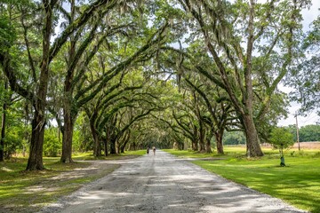 Fototapeta premium wormsloe historic site, savannah, georgia