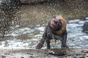 Bush dog (Speothos venaticus) in nature. Bush dogs are found from Panama in Central America, through much of South America.