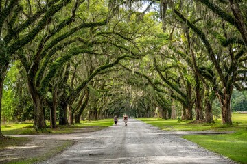 wormsloe historic site, savannah, georgia