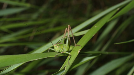 grasshopper on the grass