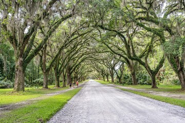 wormsloe historic site, savannah, georgia