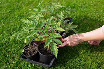 Young tomato seedlings in pots. Growing vegetables for the garden in spring. Gardener's work with fertile soil.