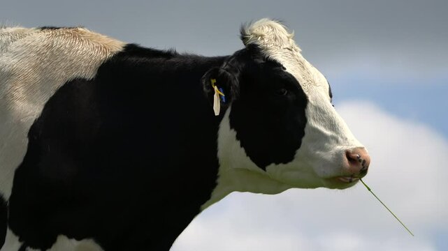 Eine Kuh grast auf einer Wiese