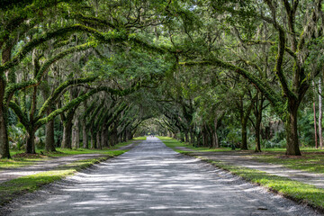 wormsloe historic site, savannah, georgia