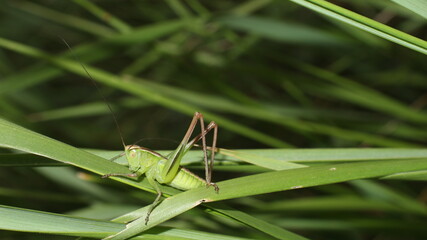 grasshopper on a leaf