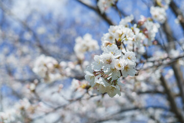 日本の風景｜春の桜と青空