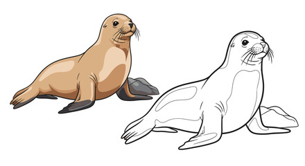 Obraz premium Australian Sea Lion Coloring Page Featuring Detailed Full Color and Clean Line Art