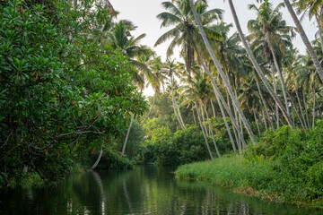 Tropical backwater canal surrounded by dense palm forest in Kerala, India, reflecting lush greenery in calm water