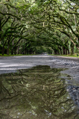 wormsloe historic site, savannah, georgia
