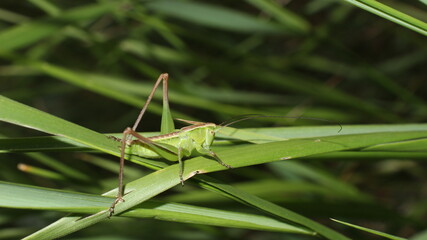 grasshopper