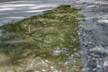 wormsloe historic site, savannah, georgia