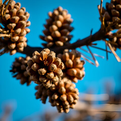 A close-up of dried pine cones on a branch against a bright blue sky. The detailed texture and warm lighting highlight the natural beauty of these seed-bearing structures.