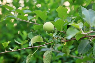 수목원 풍경, 초록색 사과 열매