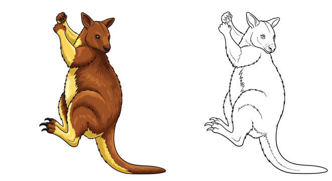 Tree Kangaroo Coloring Page with Full Color and Outline Animals for Educational Fun