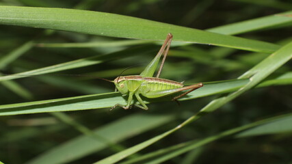 grasshopper 