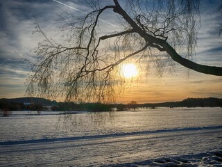 Tree branch with a sun shining on it