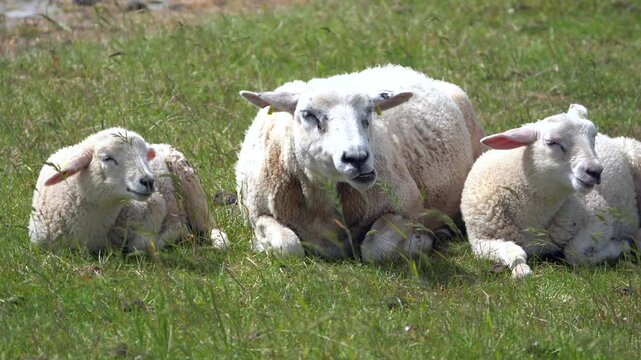 Ein Schaf mit zwei L&auml;mmern grast im Sturm auf einer Wiese