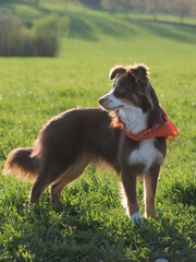 Brown and white dog wearing a red bandana stands in a grassy field