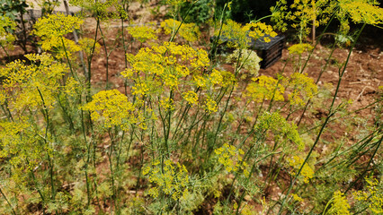 Flowers of the Dill (Anethum graveolens) annual, culinary, aromatic herb