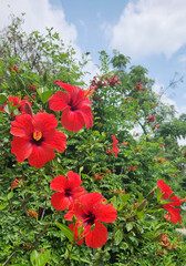 Red blooming hibiscus varieties, offer stunning, large red flowers, ideal for vibrant garden displays and attracting pollinators