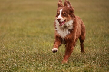 A brown and white dog is running through a field of grass