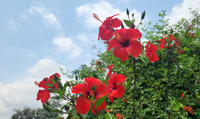 Red blooming hibiscus varieties, offer stunning, large red flowers, ideal for vibrant garden displays and attracting pollinators