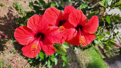 Red blooming hibiscus varieties, offer stunning, large red flowers, ideal for vibrant garden displays and attracting pollinators