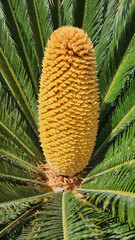 Yellow male cone of Sago Palm (Cycas revoluta) spreading pollens for reproduction in June as a beautiful tropical background