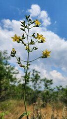 Numerous Hypericum species thrive in the Mediterranean during June, showcasing their characteristic yellow flowers, often valued for ornamental beauty or traditional medicinal uses.