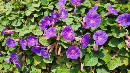 Ipomoea purpurea, or Morning Glory, is a fast-growing annual vine with beautiful trumpet-shaped flowers, often blue, purple, or pink, perfect for trellises but can be invasive