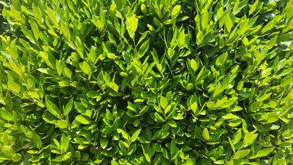 Fresh leaves of Bay Laurel (Laurus nobilis) are aromatic, dark green, and oval, widely prized for their distinct, savory flavor in Mediterranean cuisine and traditional uses.
