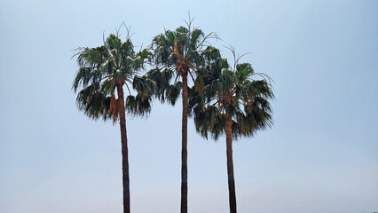 Palm trees on a Mediterranean beach symbolize the warm climate, providing shade and a subtropical ambiance.