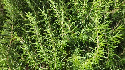 Salvia rosmarinus, or Rosemary, is a fragrant, evergreen herb with needle-like leaves and small blue flowers, widely used in cooking, aromatherapy, and as an ornamental shrub.