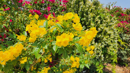 Tecoma stans, or Yellow-bells, is a vibrant, heat-loving shrub or small tree boasting showy clusters of bright yellow, trumpet-shaped flowers, ideal for sunny, warm landscapes