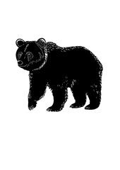 bear on a white background