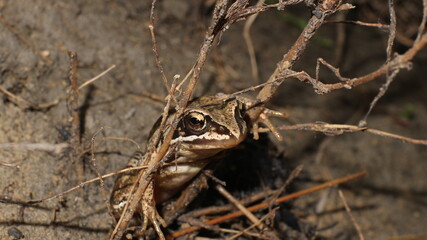 frog on the ground