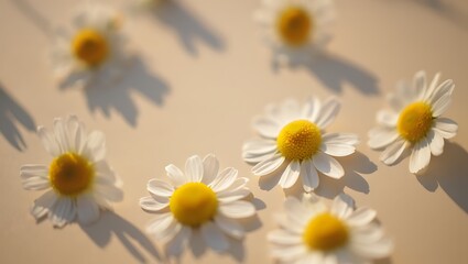 Fototapeta premium Serene Chamomile Blooms, Soft Light, Peaceful Nature, Delicate Petals, Sunny Day, Summer Vibes, Botanical Beauty