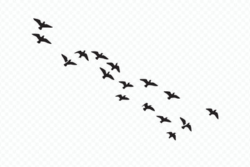 Group of birds flying across sky in black and white Vector