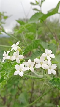 White flowers