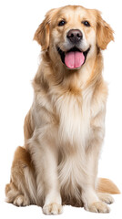 Golden Retriever Serenity: A poised golden retriever basks in the quietude of the studio, displaying a look of gentle serenity and content relaxation, portraying a deep sense of animal satisfaction.