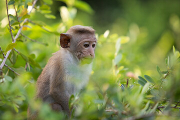 macaque sitting on a tree, monkey, animals of sri lanka