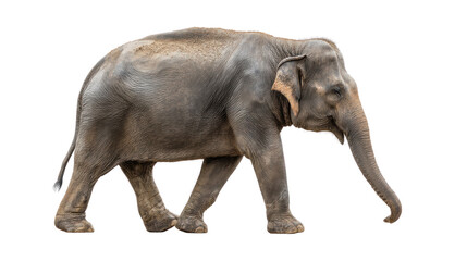 Majestic Elephant in Stride: A solitary elephant walks, a testament to strength and grace. Captured in a photorealistic display of nature, the scene captures this incredible animal