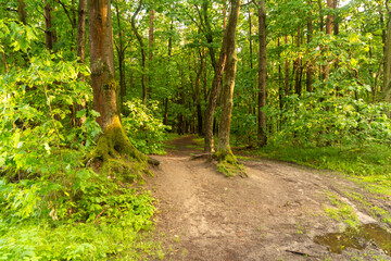 Puszcza Niepołomicka