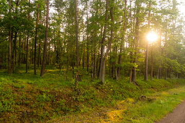 las wieczorem © Mariusz