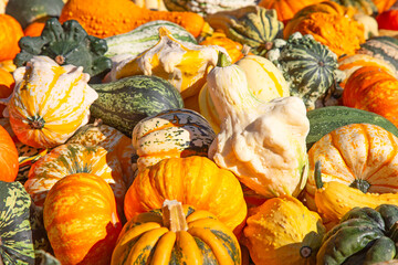 Colorful pumpkins
