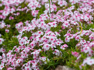 Fototapeta premium Phlox subulata ( lat. Phlox subulata ) is a perennial herbaceous plant, a species of the genus Phlox of the Polemoniaceae family