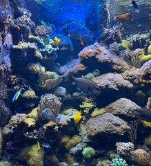 A vivid underwater scene showcasing the rich diversity of marine life. The image features colorful corals, natural rocks, and striking yellow and blue fish swimming gracefully against a deep blue back