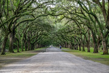 wormsloe planation reflections, savannah, georgia
